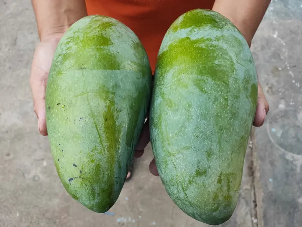 Original_4_Kg_Mango_Live_Fruit_Plant_&_Tree_For_Home_Garden_Hybrid_4_Kg_Mango_Plant_(1.5-3.5_Ft_Hight)_Pack_Of_1