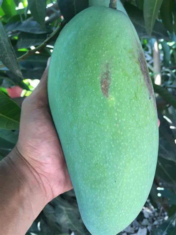 Original_4_Kg_Mango_Live_Fruit_Plant_&_Tree_For_Home_Garden_Hybrid_4_Kg_Mango_Plant_(1.5-3.5_Ft_Hight)_Pack_Of_1