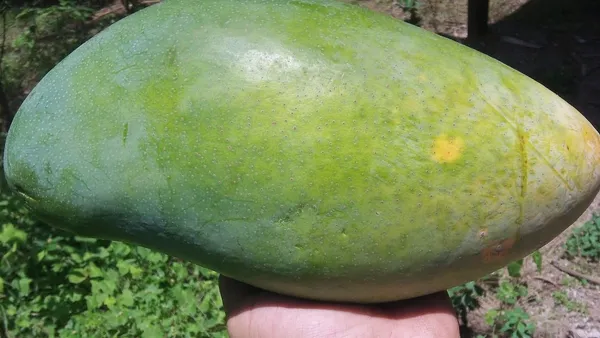 Original_4_Kg_Mango_Live_Fruit_Plant_&_Tree_For_Home_Garden_Hybrid_4_Kg_Mango_Plant_(1.5-3.5_Ft_Hight)_Pack_Of_1