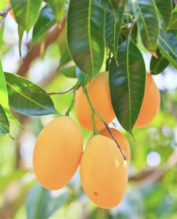 Original_Amrapali_Mango_Plant_(GRAFTED)
