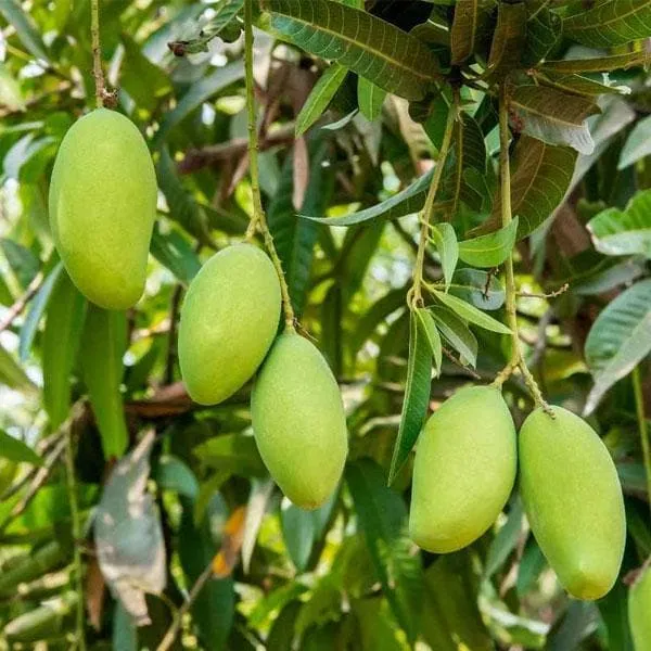 Original_Amrapali_Mango_Plant_(GRAFTED)