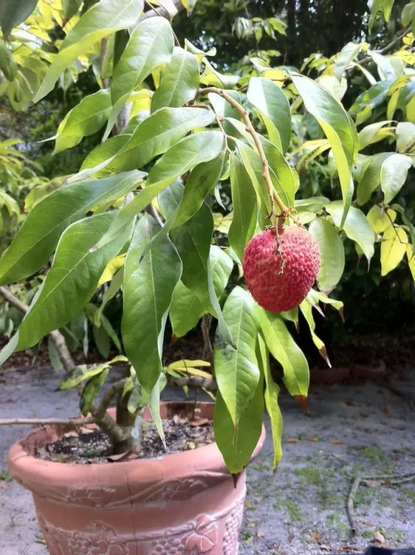 Original_Bombai_Litchi_(Grafted)_Live_Fruit_Plant_&_Tree_(1.5-3.5_Ft_Height)_For_Your_Home_Gardening_(Hybrid,_Pack_Of_1)