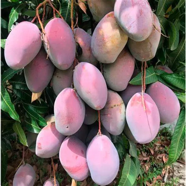 Dwarf__Varieties_Osteen_Mango_Fruit_Live_Plant