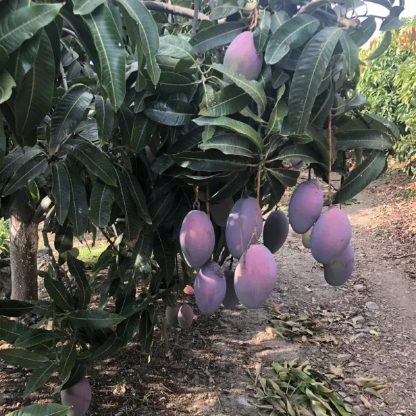 Dwarf__Varieties_Osteen_Mango_Fruit_Live_Plant