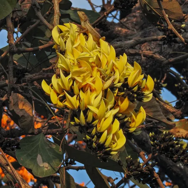 Yellow_Palash_Flowering_Live_Plant_&_Tree_(1.5-3.5_Ft_Hight)_For_Your_Home_Garden_(Pack_Of_1,_Grafted_Plant)