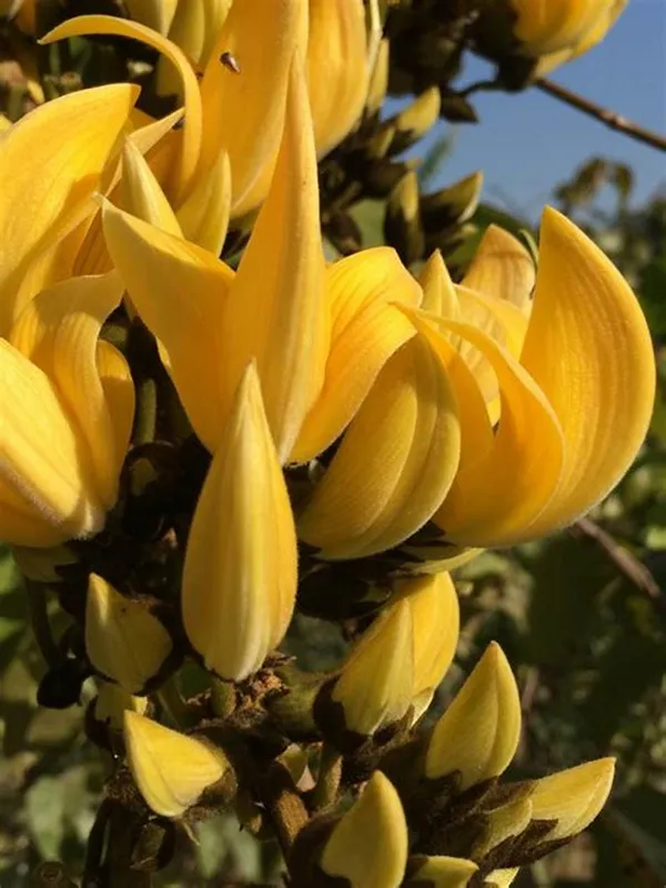 Yellow_Palash_Flowering_Live_Plant_&_Tree_(1.5-3.5_Ft_Hight)_For_Your_Home_Garden_(Pack_Of_1,_Grafted_Plant)