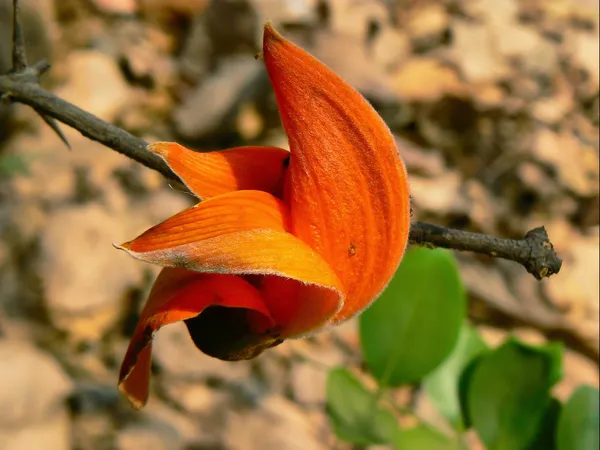 Palash_(Orange)_Flowering_Live_Plant_&_Tree_For_Home_Garden_Orange_Color_Palash_(Grafted)_Flower_Plant,_Suitable_Location_Outdoor_(Hybrid,_Pack_Of_1)