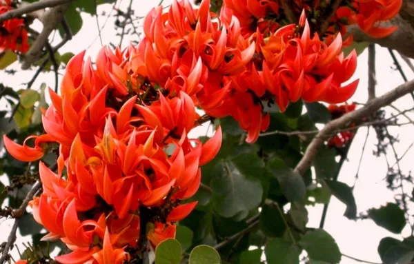 Palash_(Orange)_Flowering_Live_Plant_&_Tree_For_Home_Garden_Orange_Color_Palash_(Grafted)_Flower_Plant,_Suitable_Location_Outdoor_(Hybrid,_Pack_Of_1)