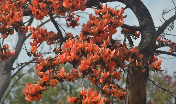 Palash_(Orange)_Flowering_Live_Plant_&_Tree_For_Home_Garden_Orange_Color_Palash_(Grafted)_Flower_Plant,_Suitable_Location_Outdoor_(Hybrid,_Pack_Of_1)