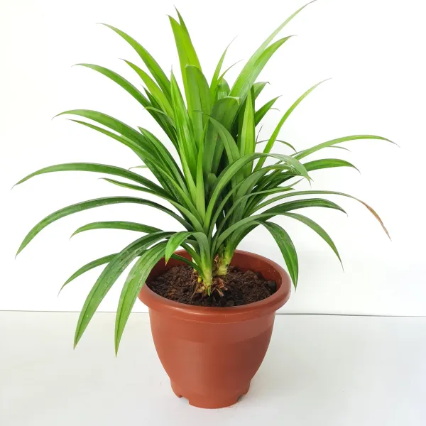 Pandanus_Leaf__Plant