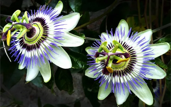 Multicolor_Krishna_Kamal_/_Passion_Flower_Plant