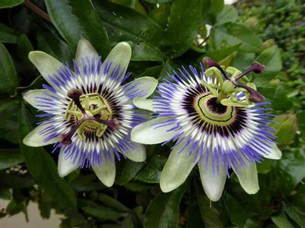 Multicolor_Krishna_Kamal_/_Passion_Flower_Plant