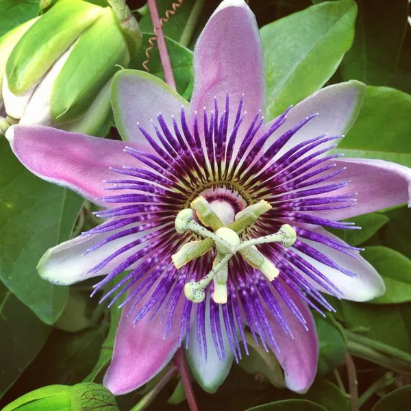 Passion_Flower/_Krishno_Kamal_Flower_Live_Plant