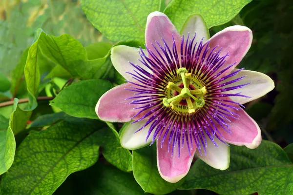 Passion_Flower/_Krishno_Kamal_Flower_Live_Plant