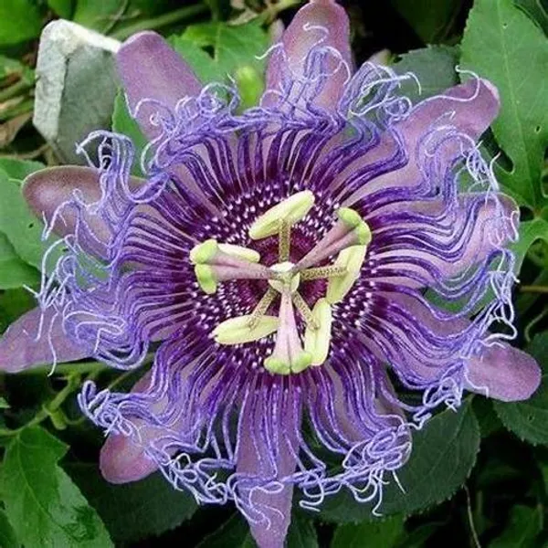 Krishna_Kamal/_Passion_Flower_Live_Plant