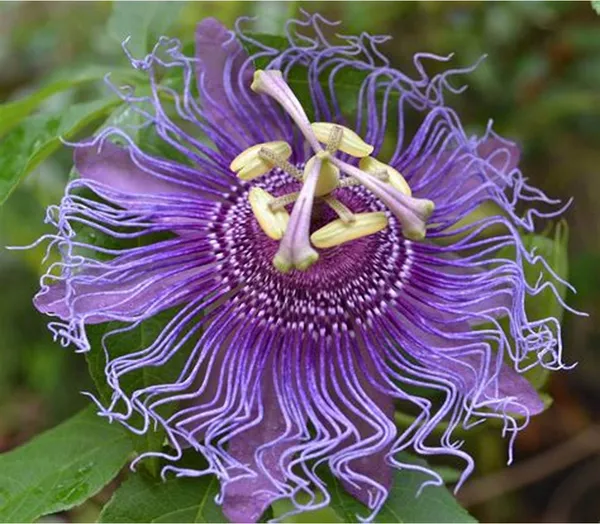 Krishna_Kamal/_Passion_Flower_Live_Plant