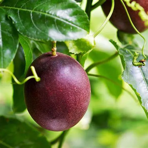 Passion_Fruit_Live_Plant_Hybrid,