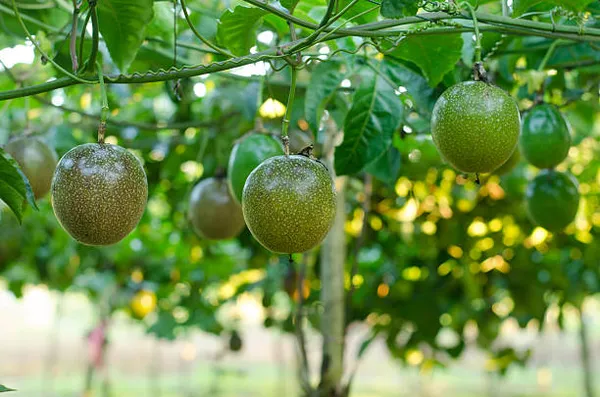 Passion_Fruit_Live_Plant_Hybrid,