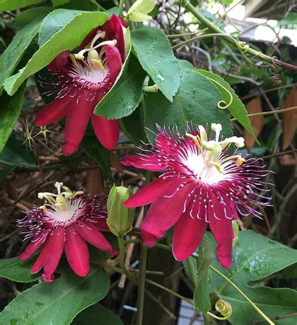 Passion_(Red)_Flowering_Live_Plant_(1.5-2.5_Ft_Hight)_For_Your_Home_Garden_(Hybrid,_Pack_Of_1)
