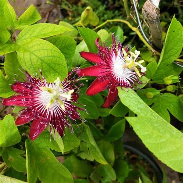 Passion_(Red)_Flowering_Live_Plant_(1.5-2.5_Ft_Hight)_For_Your_Home_Garden_(Hybrid,_Pack_Of_1)