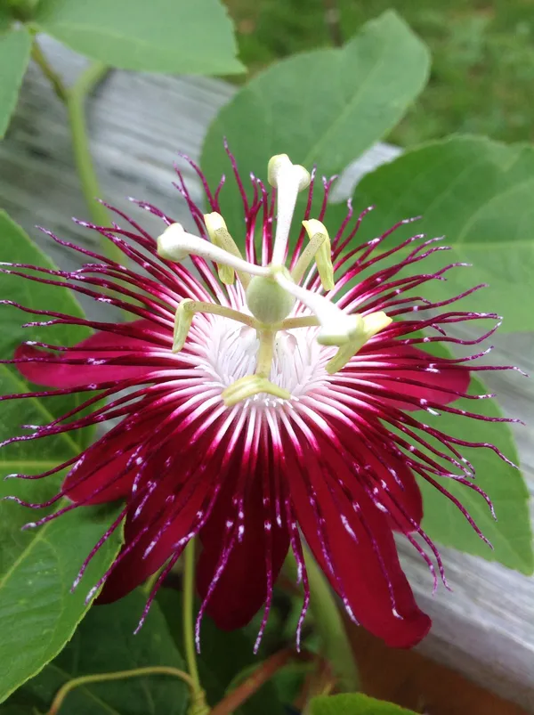 Passion_(Red)_Flowering_Live_Plant_(1.5-2.5_Ft_Hight)_For_Your_Home_Garden_(Hybrid,_Pack_Of_1)