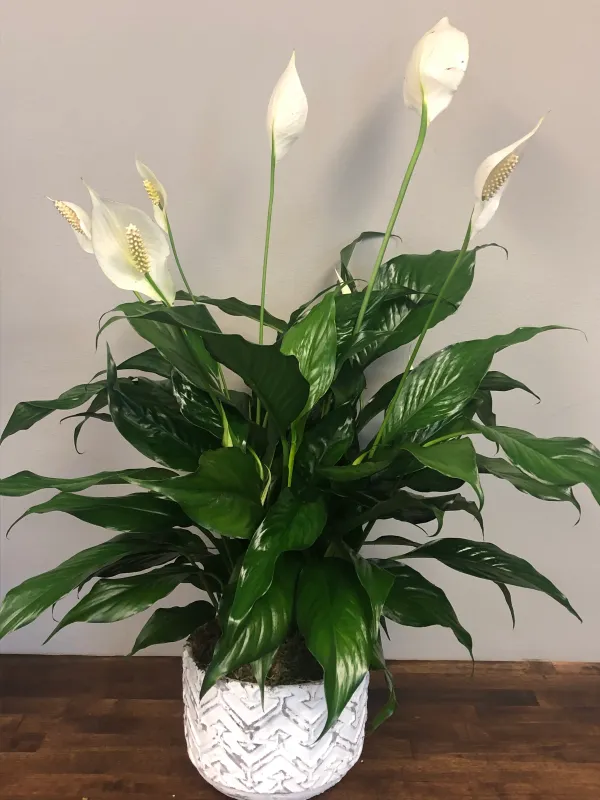Peace_Lily_Live_Flower_Plant