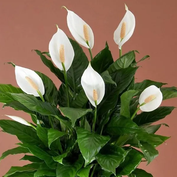 Peace_Lily_Live_Flower_Plant