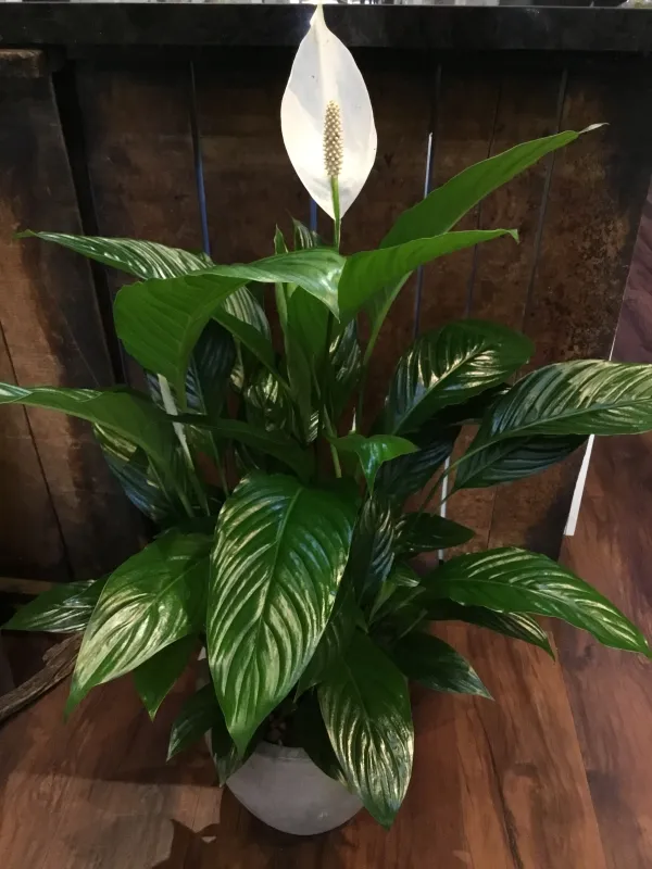 Peace_Lily_Live_Flower_Plant