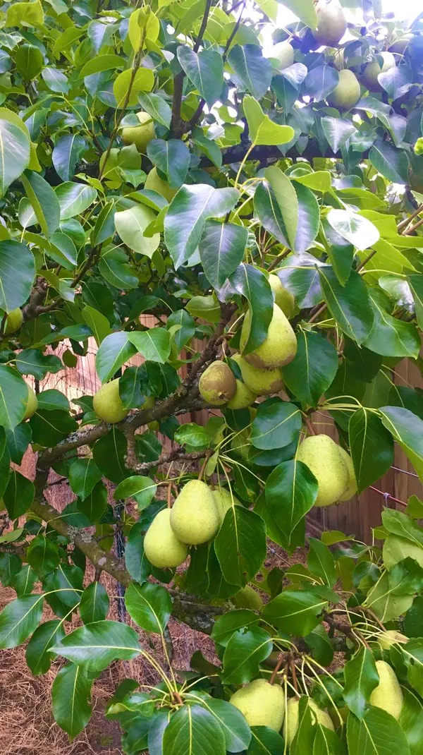 Pear_Fruit_Plant