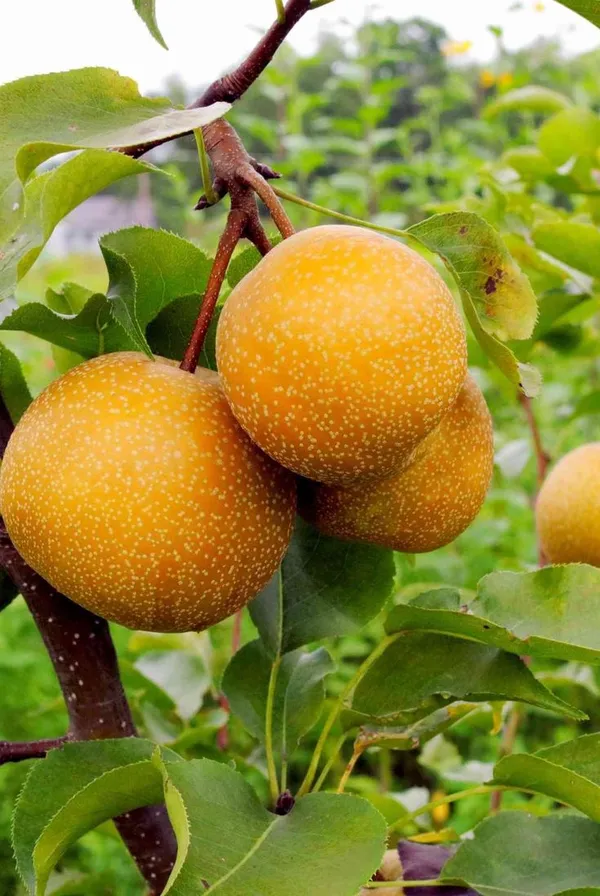 Pear_Fruit_Plant