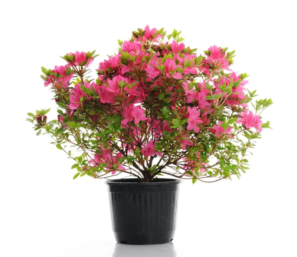 Pink_Azalea_Flower_Live_Plant_For_Shrub/Bush/Home_Gardening_Hybrid_Azalea_Flower_Plant_Age_1.5_Years_Suitable_Location_Outdoor