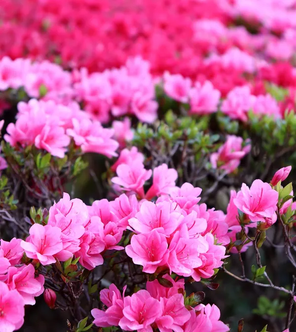 Pink_Azalea_Flower_Live_Plant_For_Shrub/Bush/Home_Gardening_Hybrid_Azalea_Flower_Plant_Age_1.5_Years_Suitable_Location_Outdoor