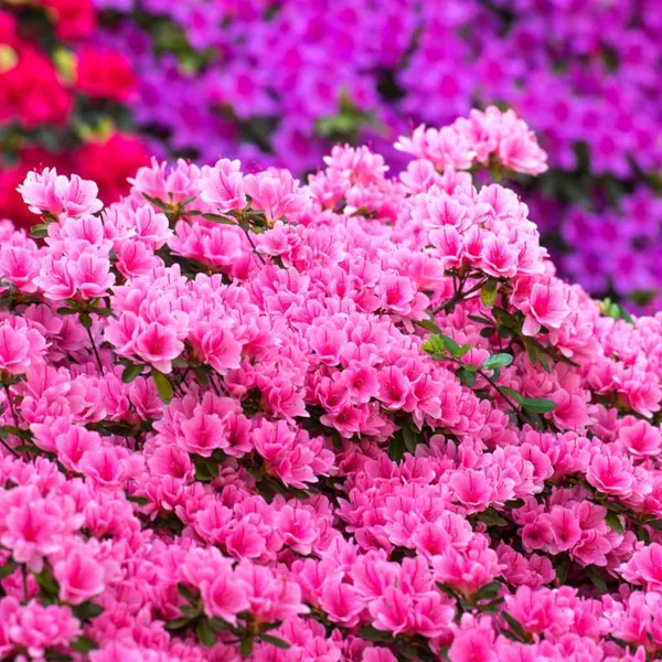 Pink_Azalea_Flower_Live_Plant_For_Shrub/Bush/Home_Gardening_Hybrid_Azalea_Flower_Plant_Age_1.5_Years_Suitable_Location_Outdoor