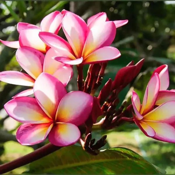 Plumeria_Pink_Live_Flower_Plant