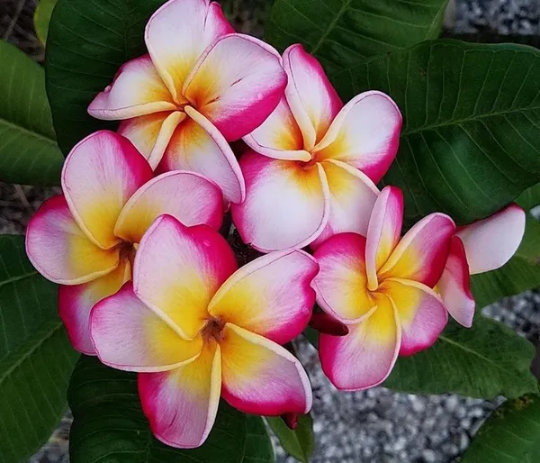 Plumeria_Pink_Live_Flower_Plant