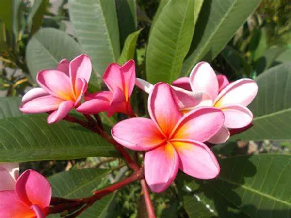 Plumeria_Pink_Live_Flower_Plant