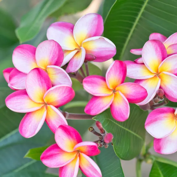 Plumeria_Pink_Live_Flower_Plant