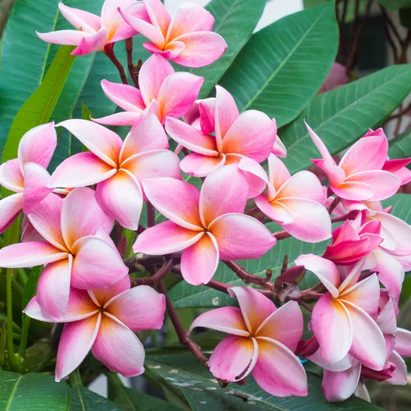 Plumeria_Pink_Live_Flower_Plant