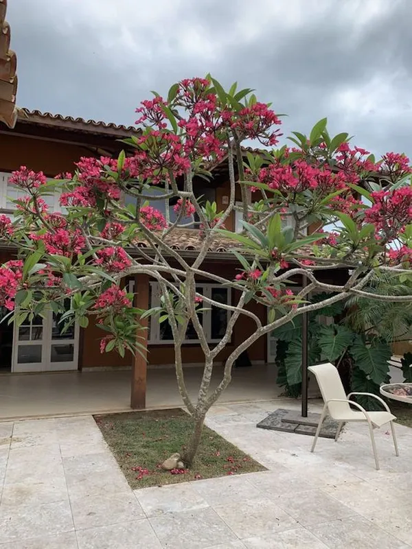 Plumeria_Flower_Plant