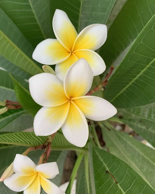 Plumeria_Flower_Plant
