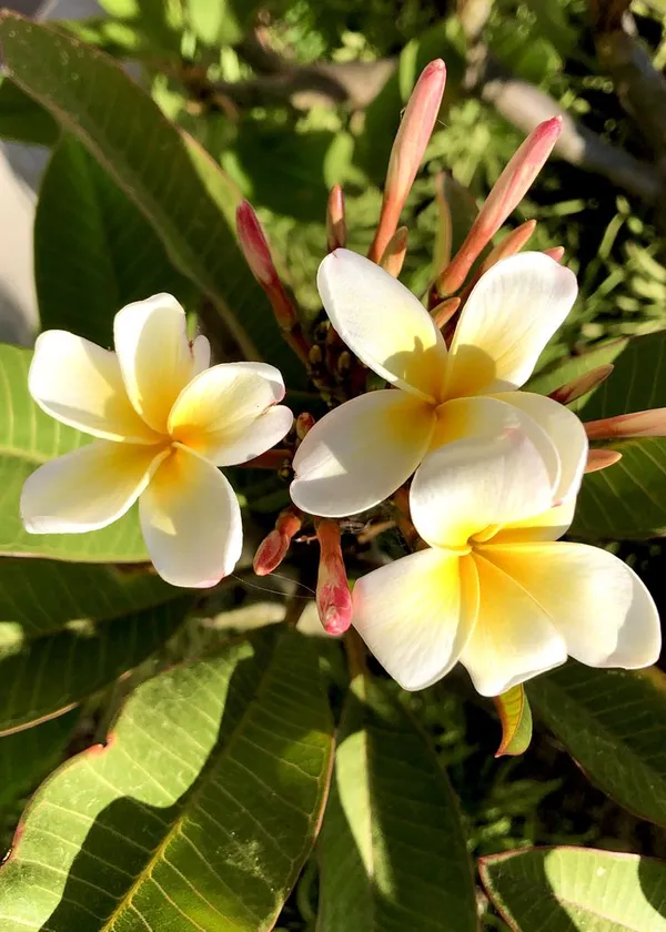 Plumeria_Flower_Plant