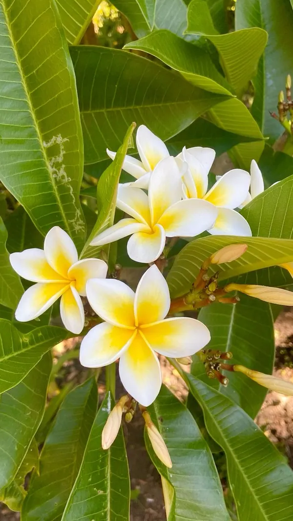 Plumeria_Flower_Plant