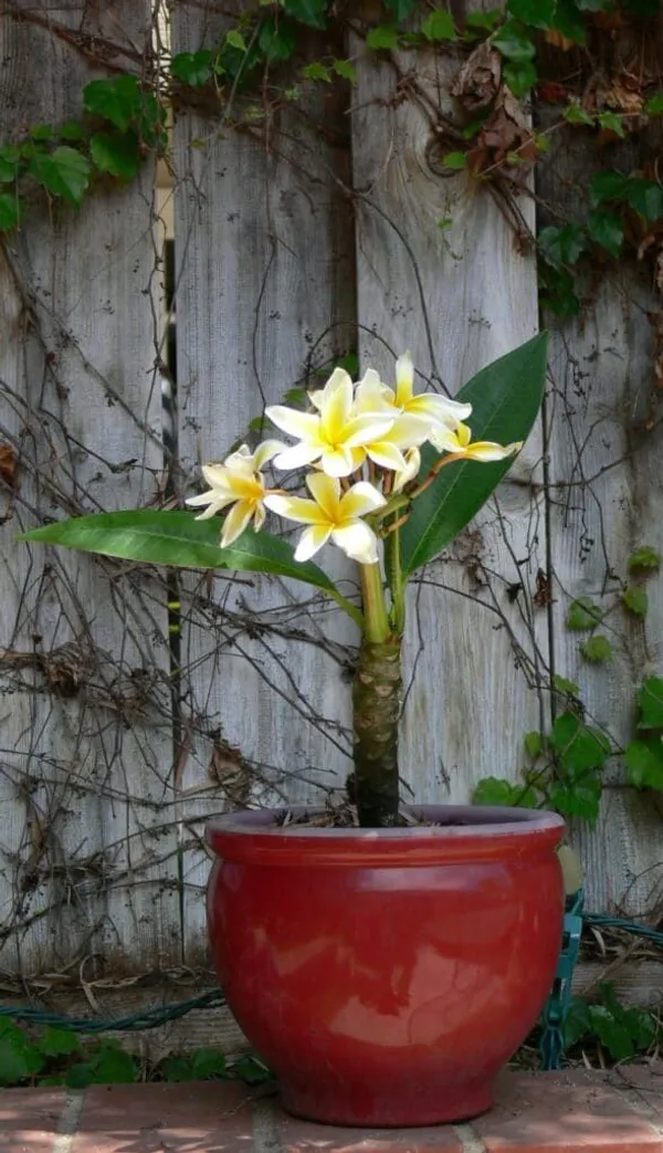 Plumeria_Flower_Plant