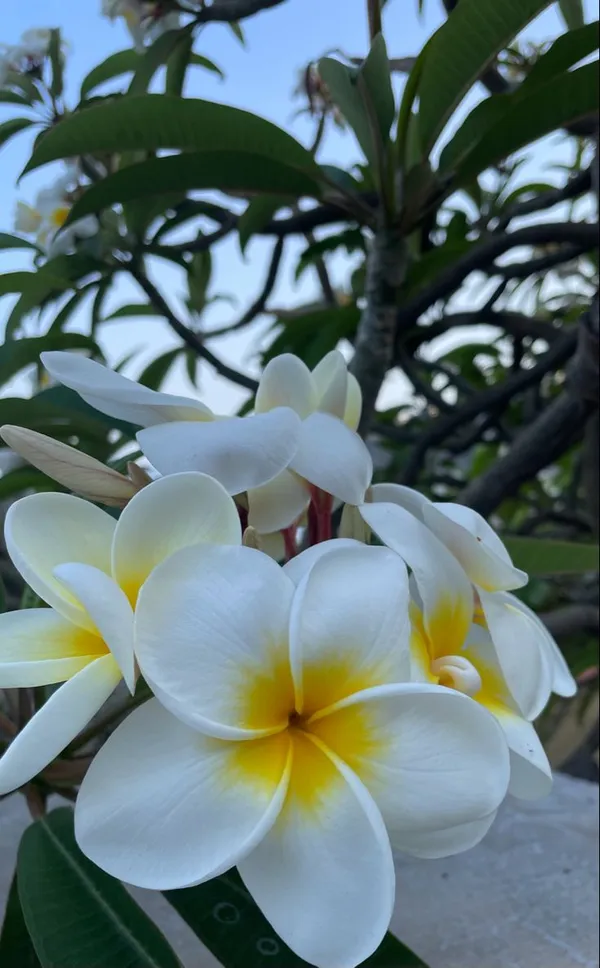 Plumeria_Flower_plant