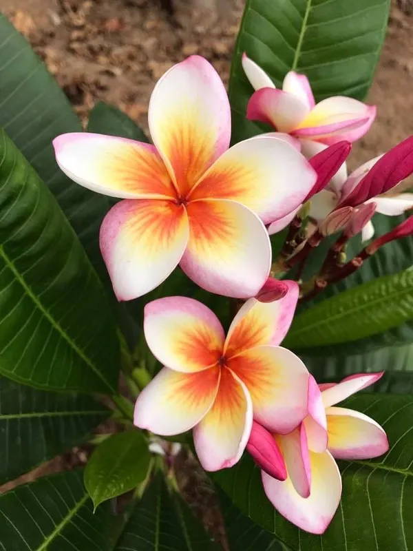 Plumeria_Flower_plant