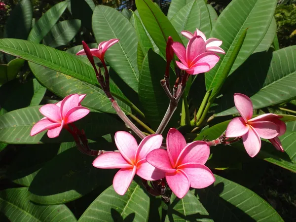 Plumeria/Kathgolap/Kathchapa_Live_Flower_Plant_&_Tree_For_Sweet_Home_Garden_(Hybrid,_Pack_Of_1)