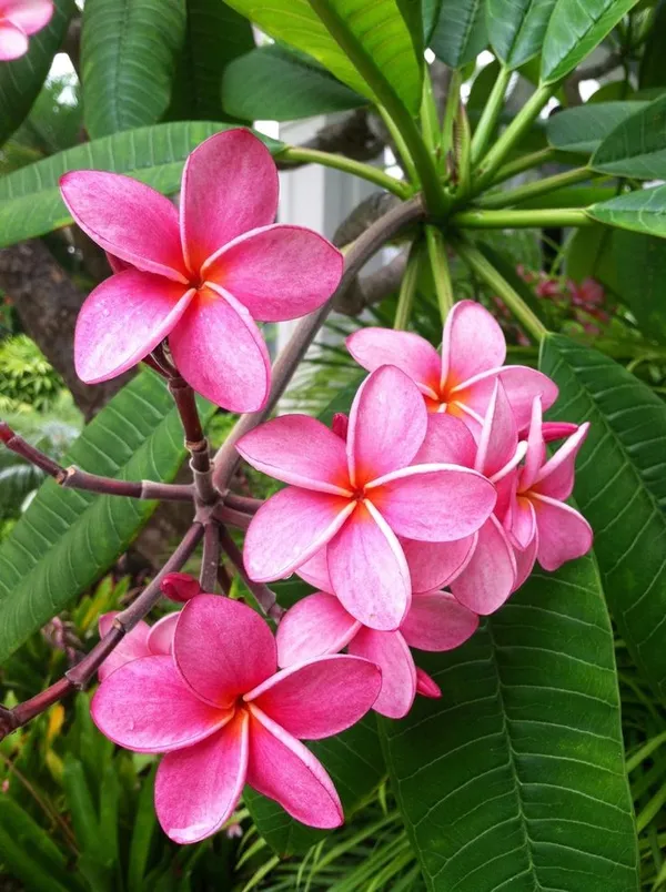 Plumeria/Kathgolap/Kathchapa_Live_Flower_Plant_&_Tree_For_Sweet_Home_Garden_(Hybrid,_Pack_Of_1)