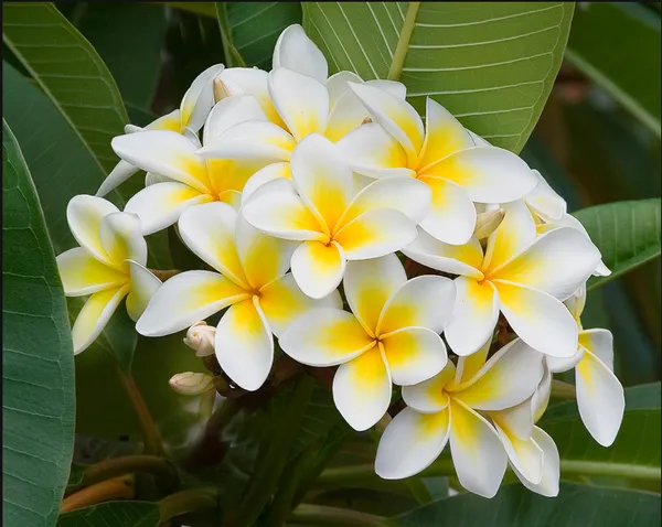 Thai_Grafted_Plumeria_White_Flower_Plant