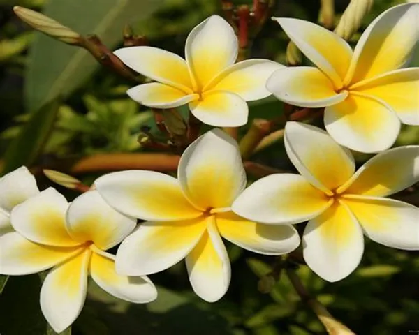 Thai_Grafted_Plumeria_White_Flower_Plant