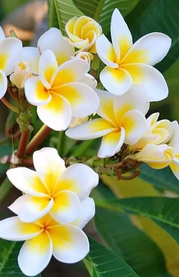 Thai_Grafted_Plumeria_White_Flower_Plant
